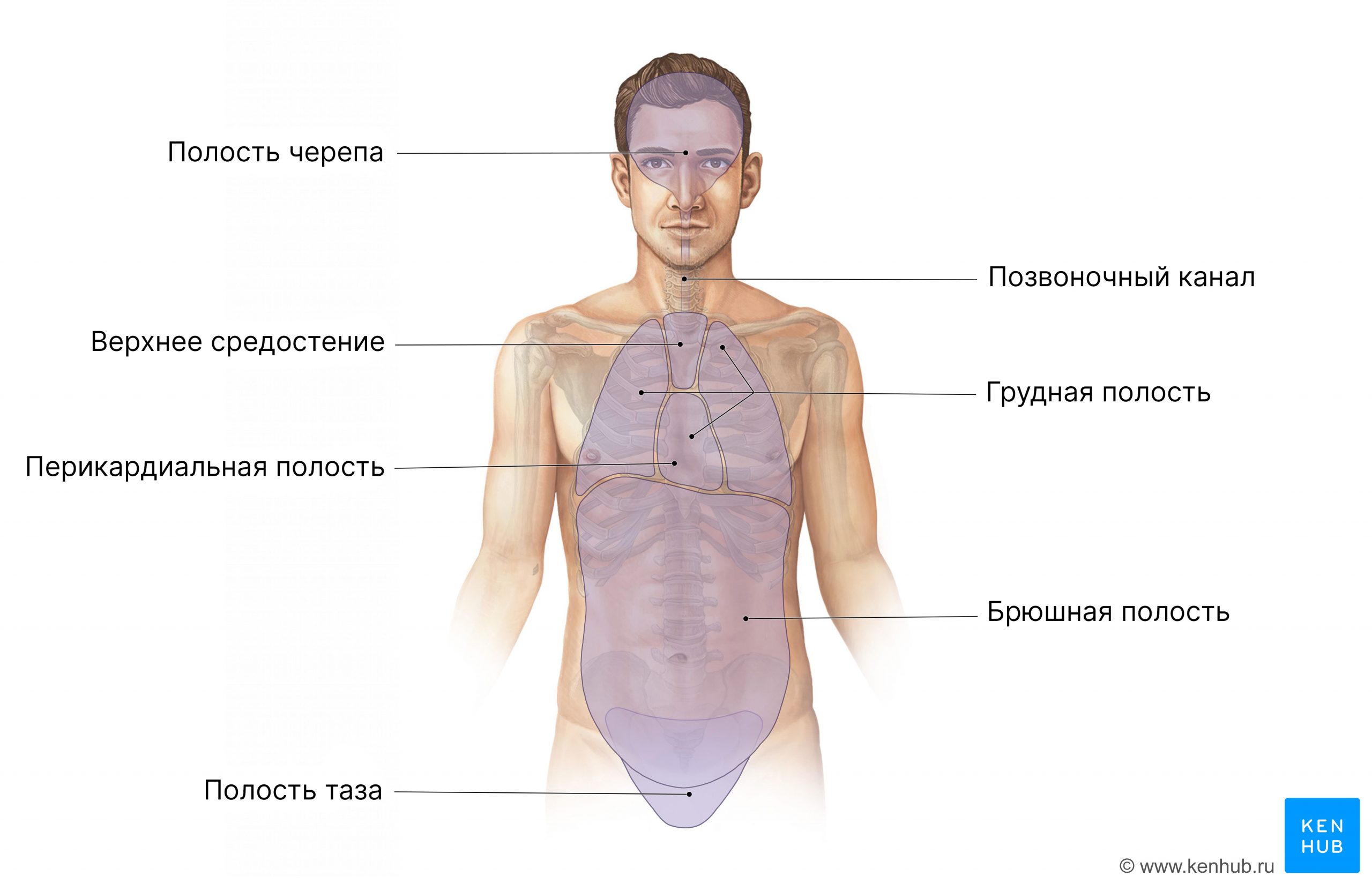 Полости человеческого тела (вид спереди)