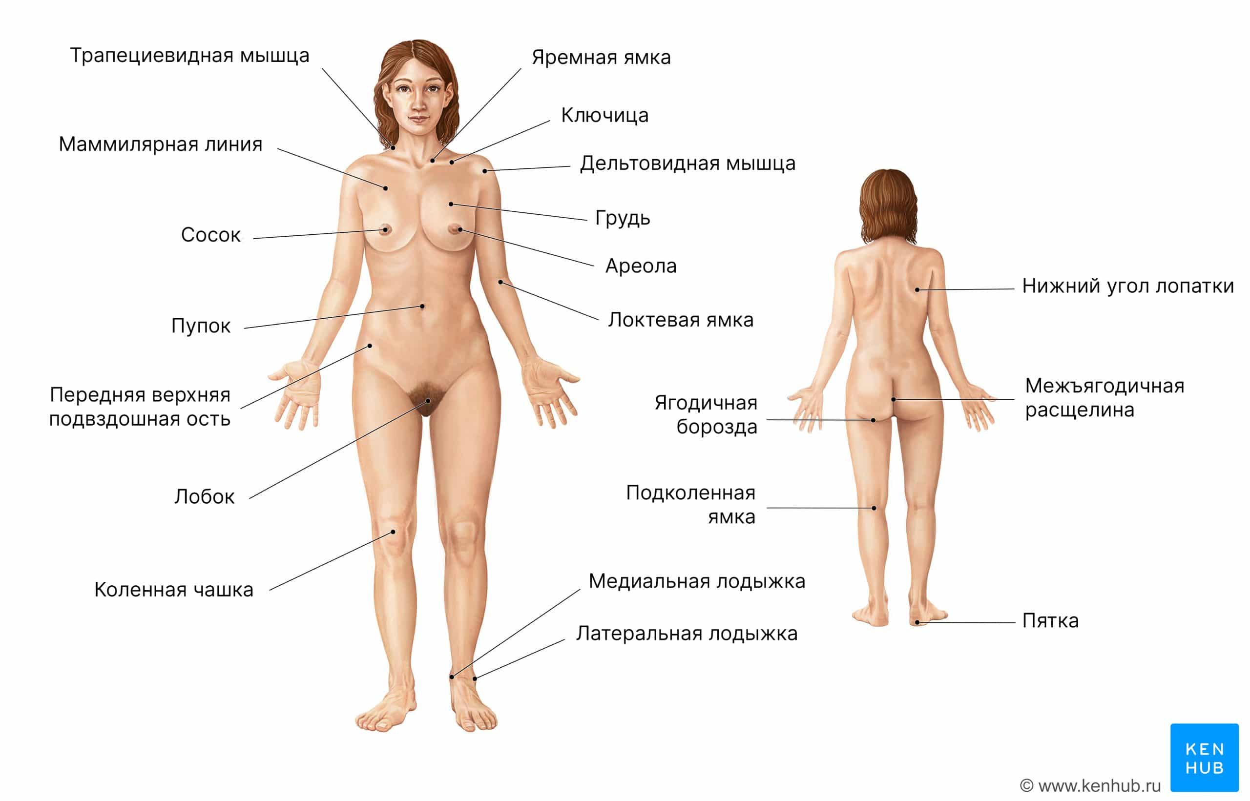 Анатомия поверхности женского тела (передний и задний виды)
