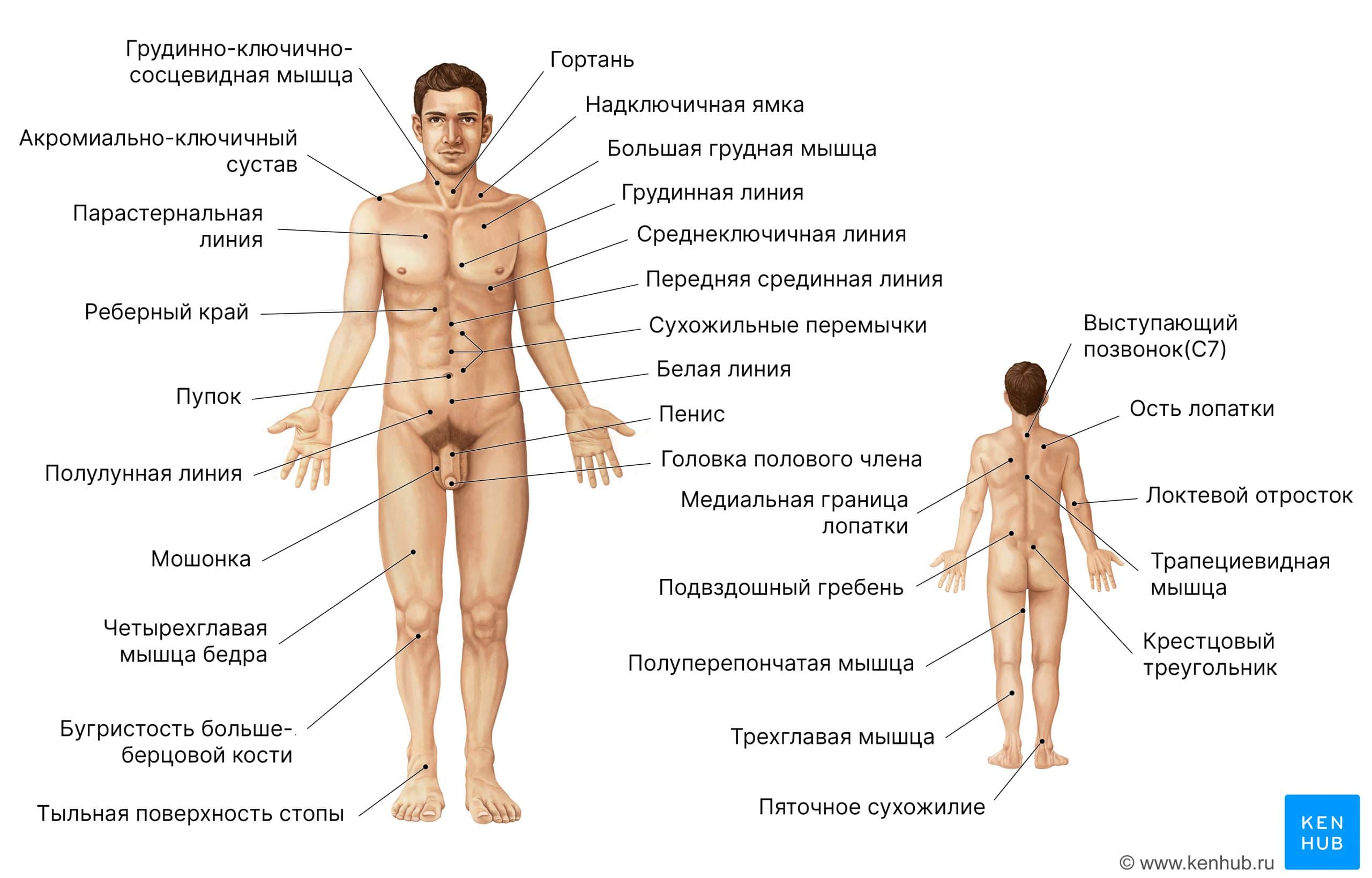 Анатомия поверхности мужского тела (передний и задний виды) 