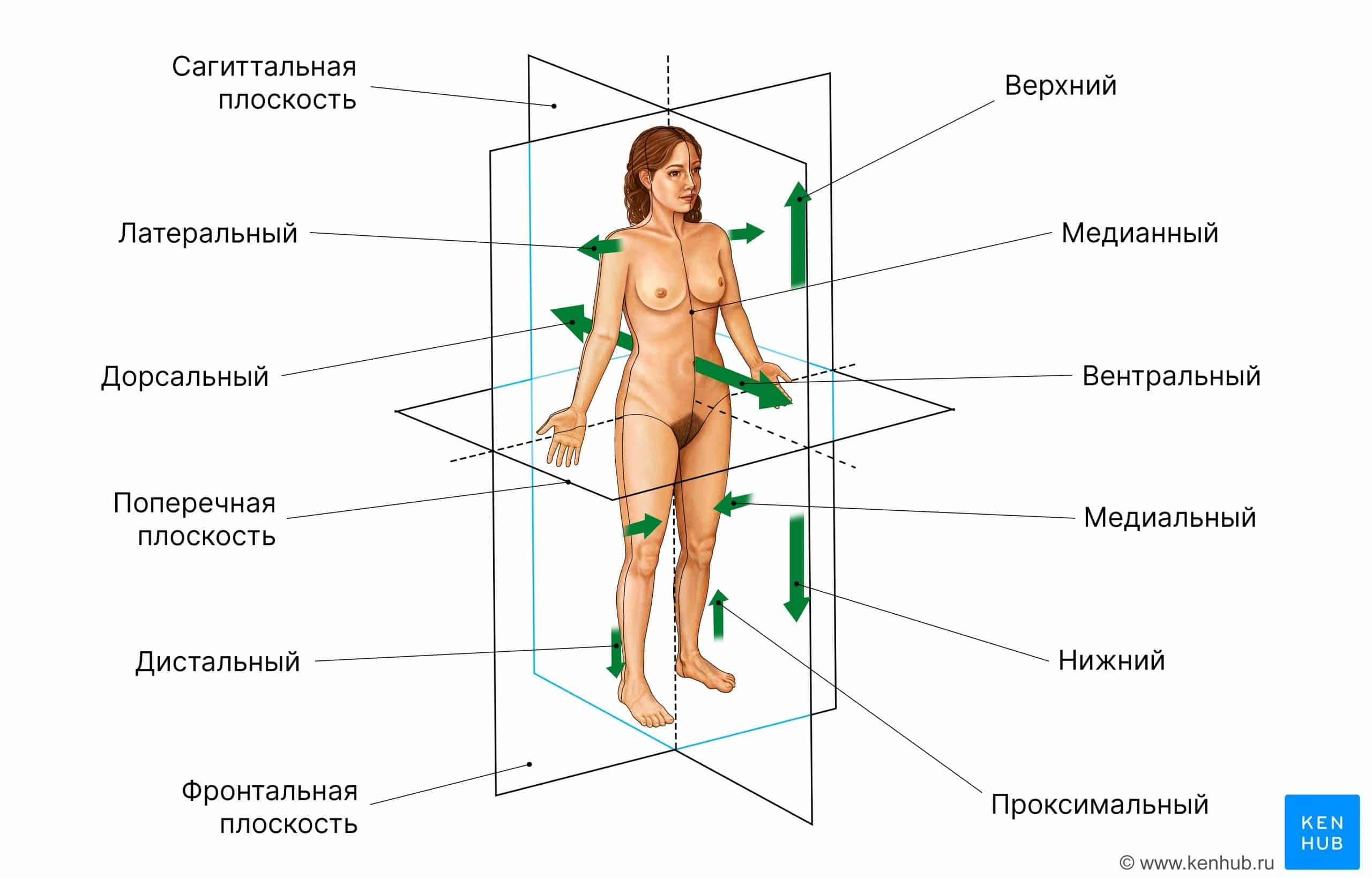 Термины направлений и плоскостей тела.