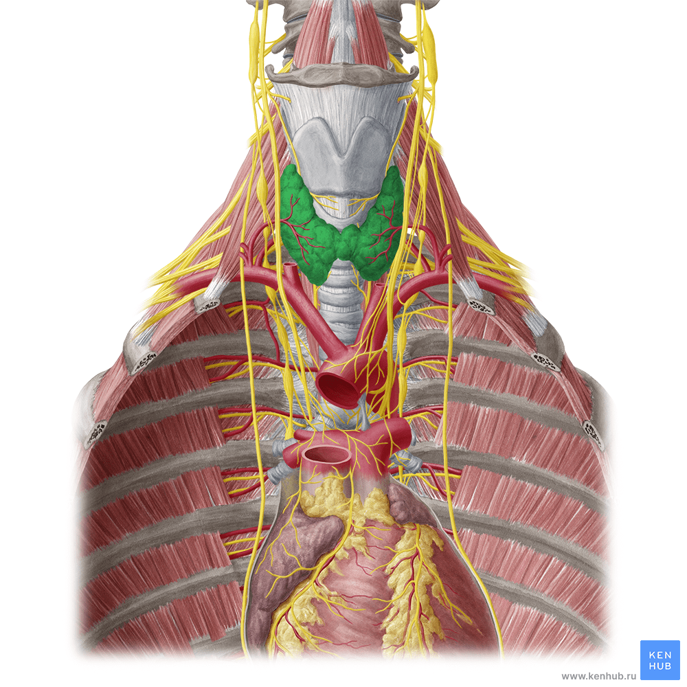 Блуждающий нерв nervus vagus. Phrenicus. Диафрагмальный нерв анатомия топография. Диафрагмальный нерв топография. Ход диафрагмального нерва топография.