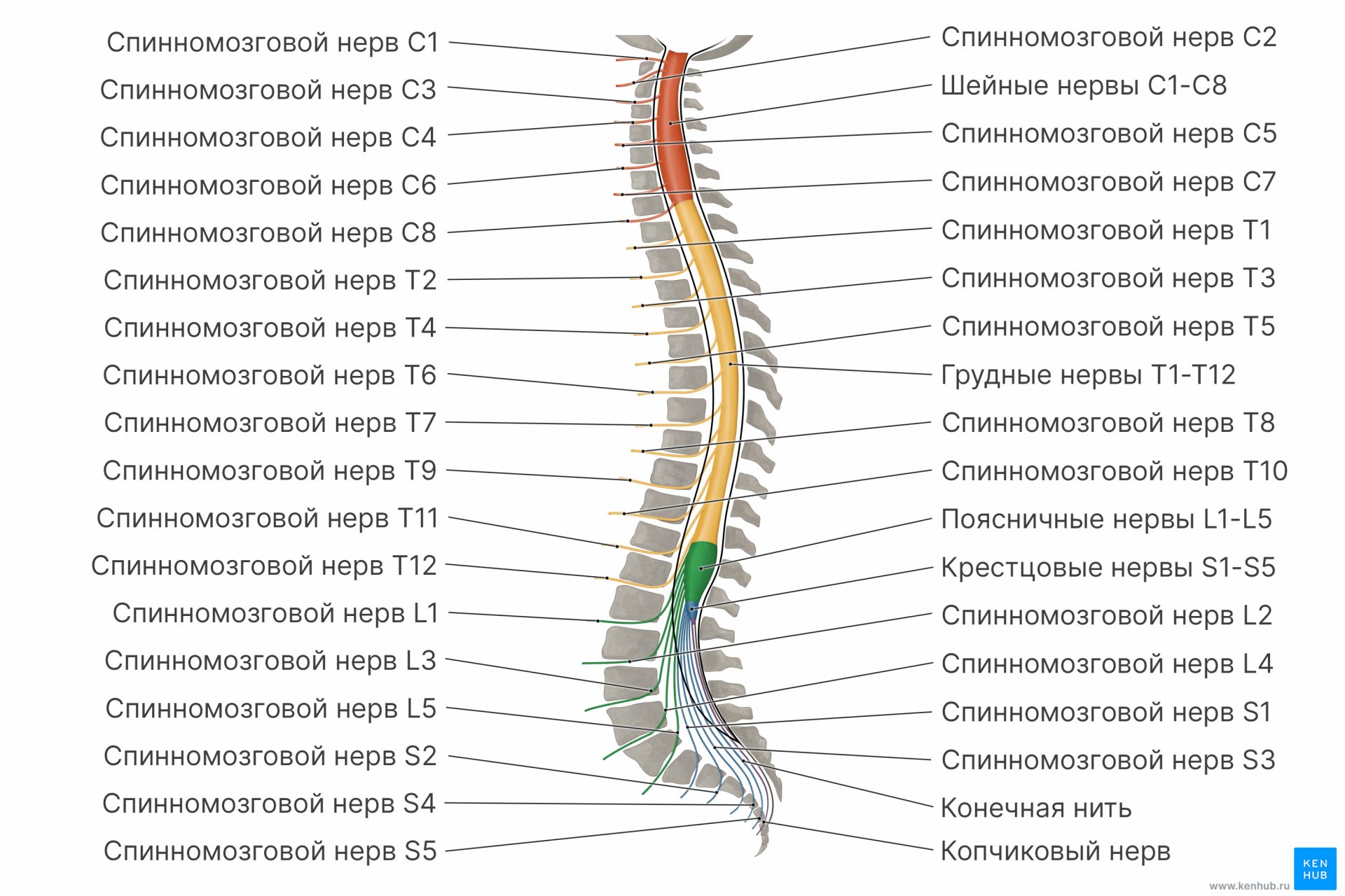 Спинномозговые нервы (диаграмма)