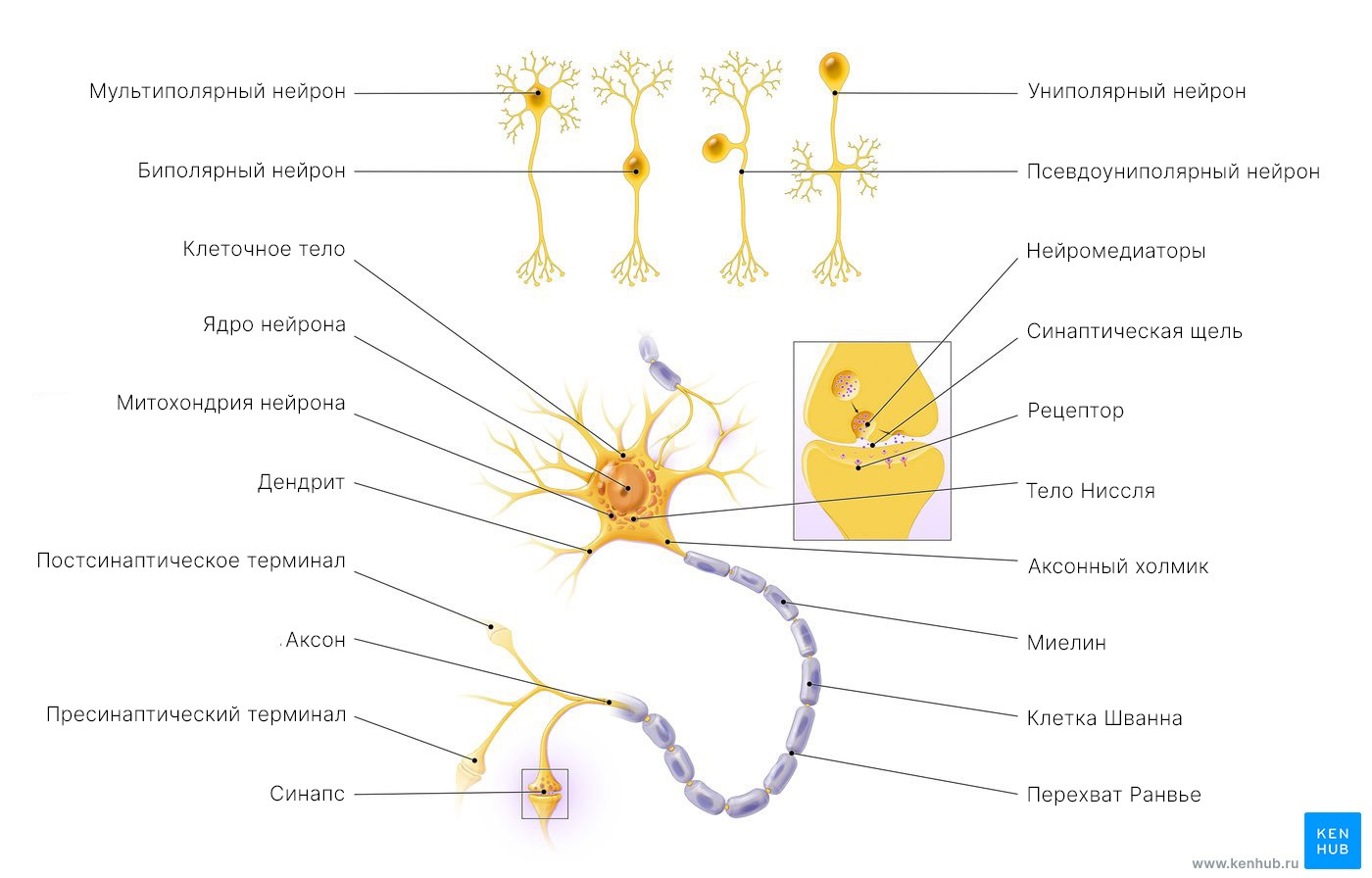 Нейроны: Строение и виды