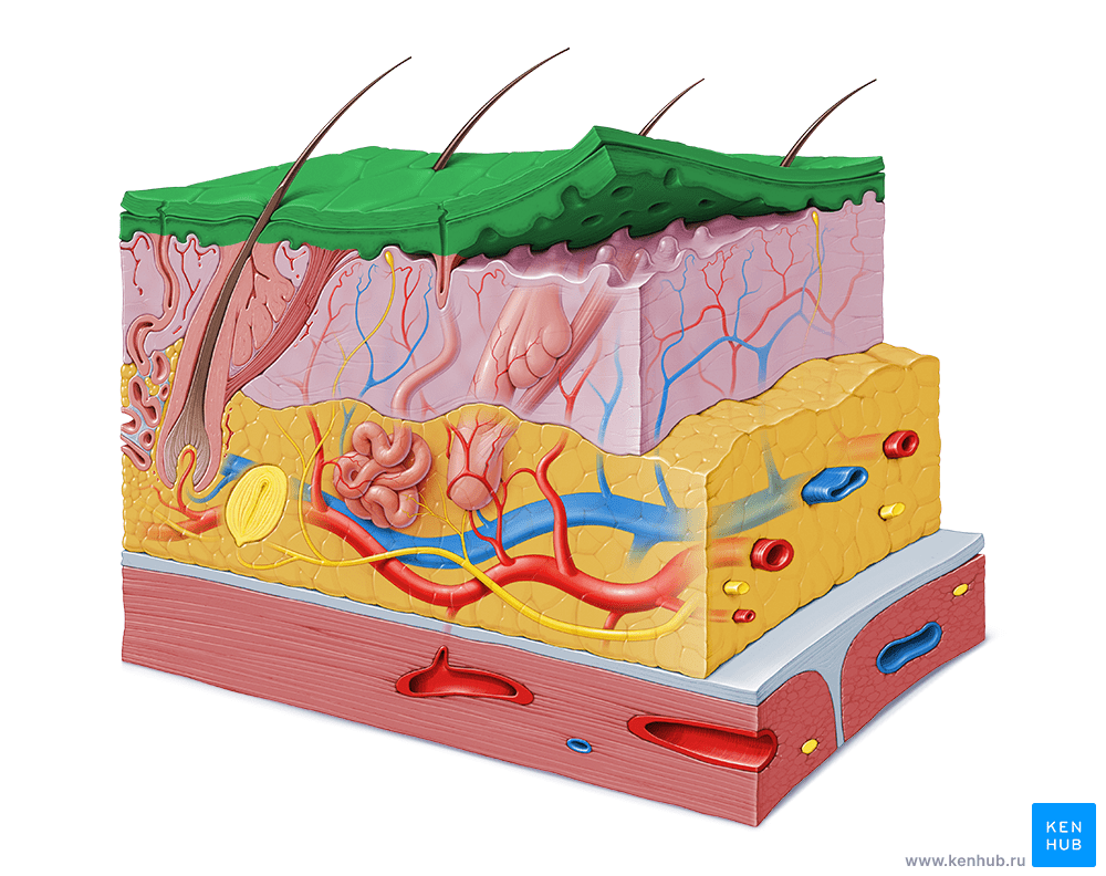 послойное исследование организма