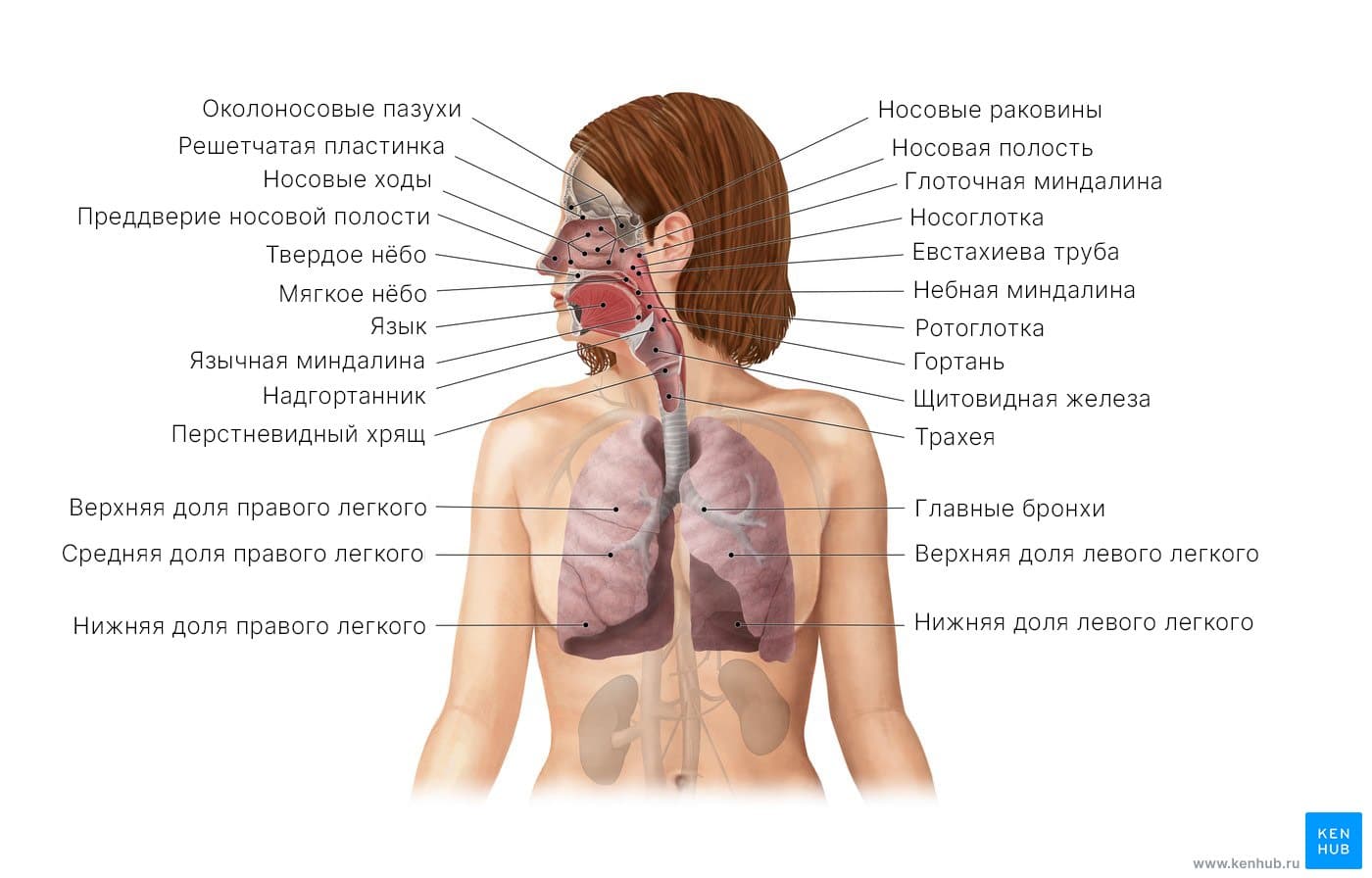 Дыхательная система (схема)