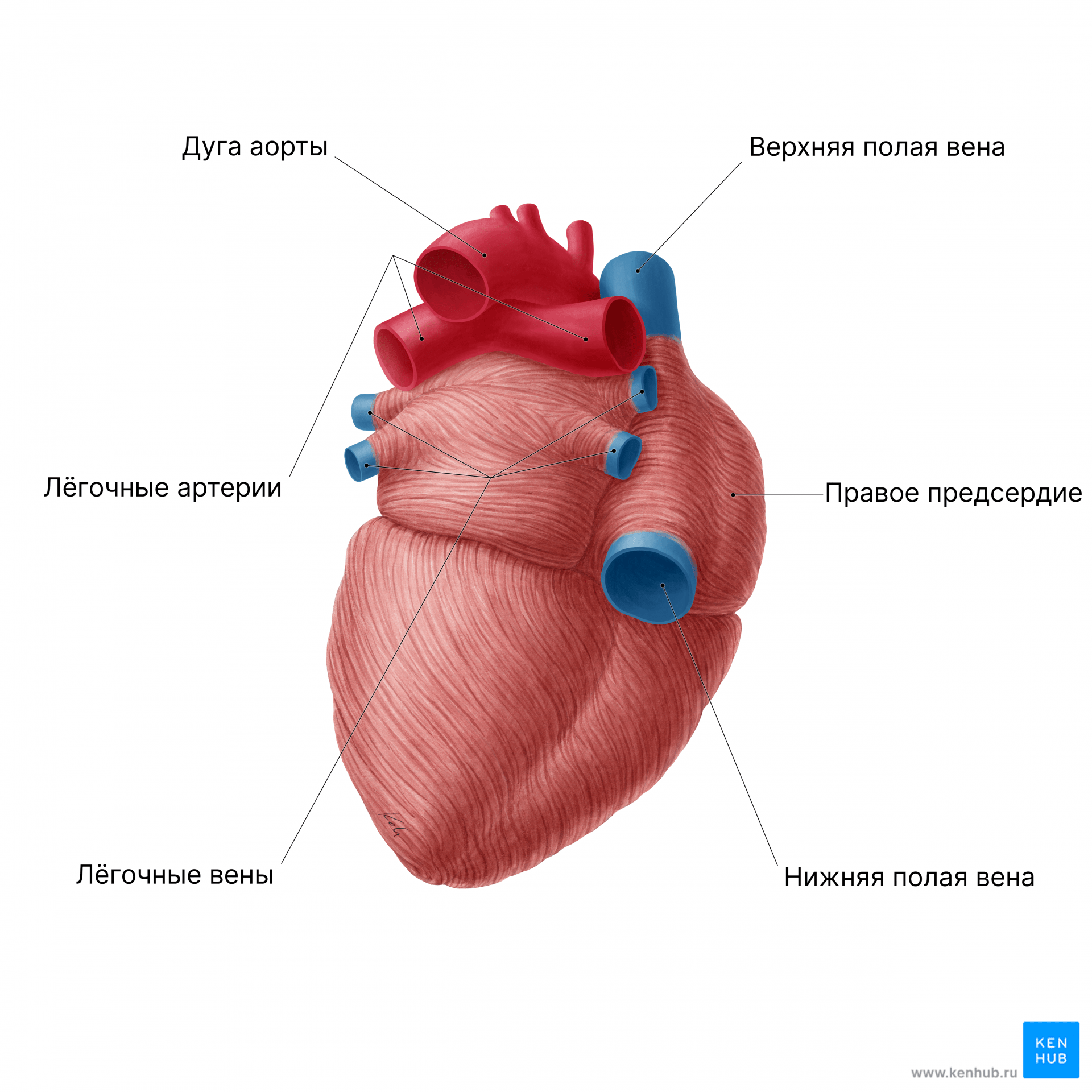 Сердце