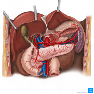 Анастамоз между артериями