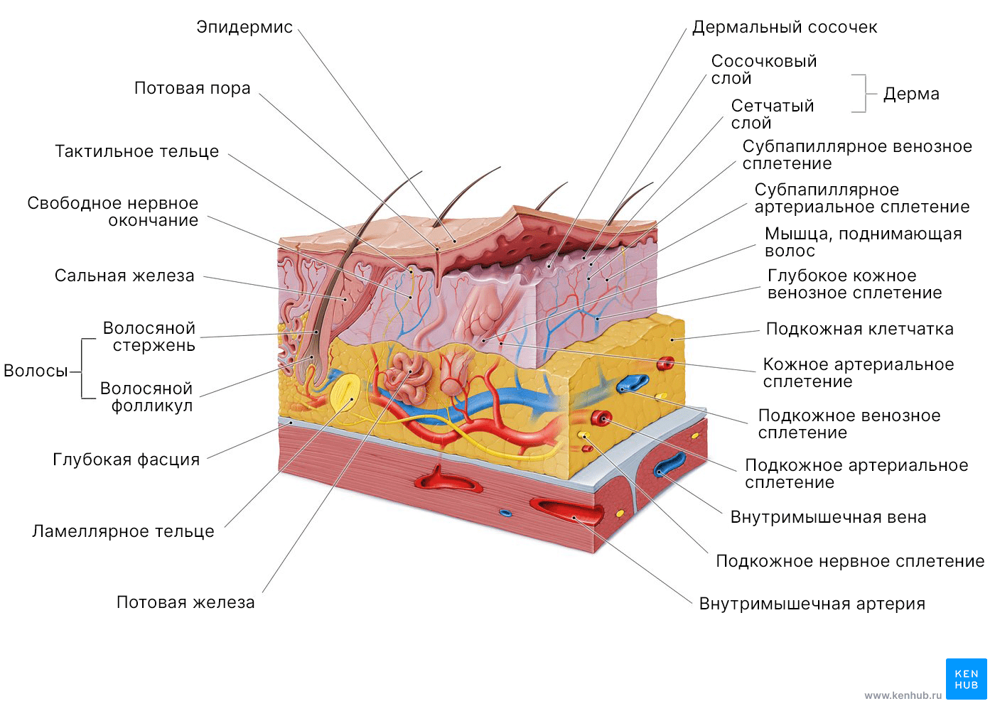 Покровная система