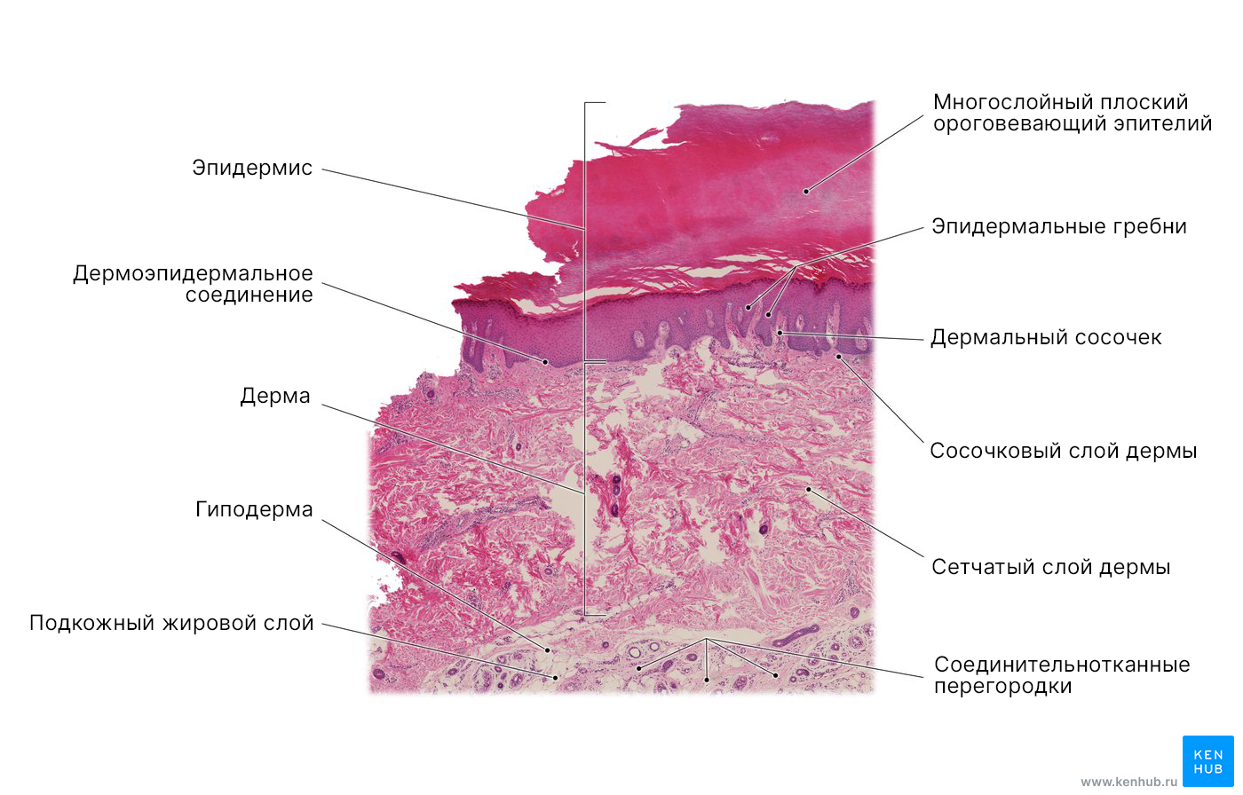 Гистология кожи