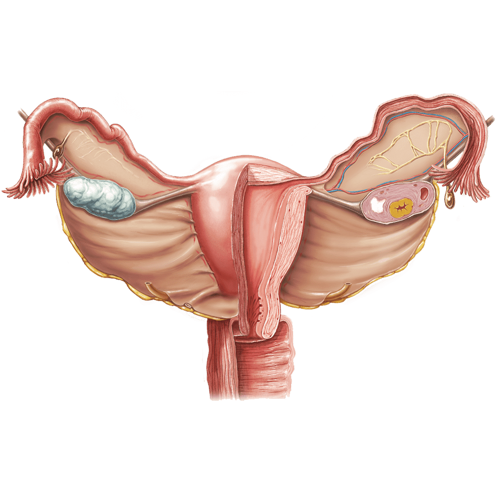 Женская репродуктивная система. Женский яичник анатомия. Женские репродуктивные органы.