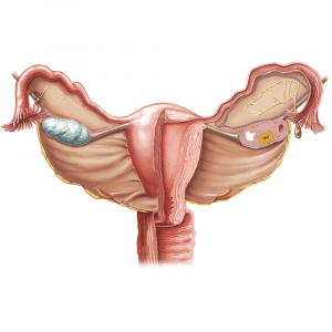 Женские репродуктивные органы
