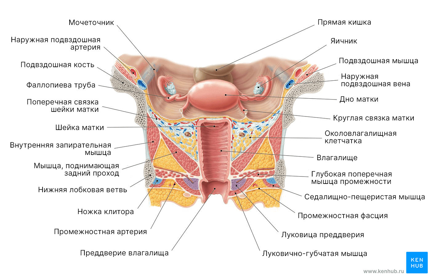 Влагалище: Диаграмма