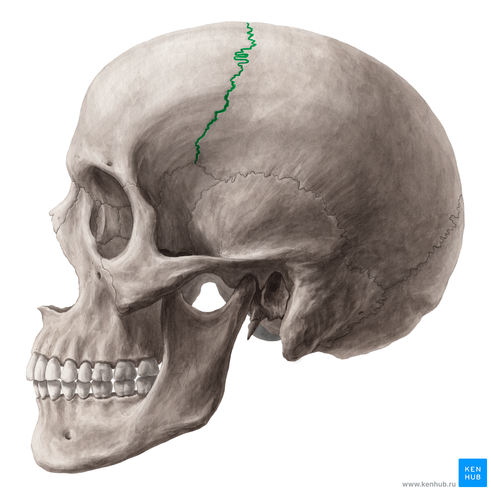 Braquiorradial
