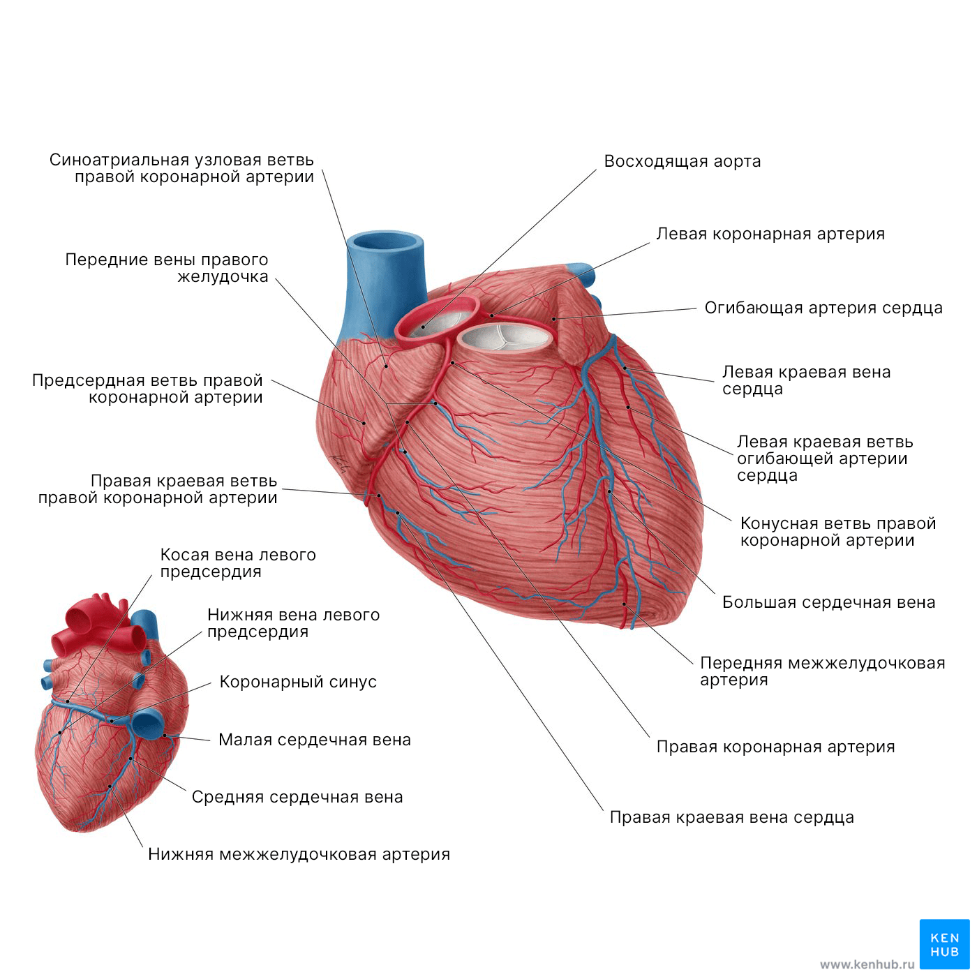 Коронарное кровообращение