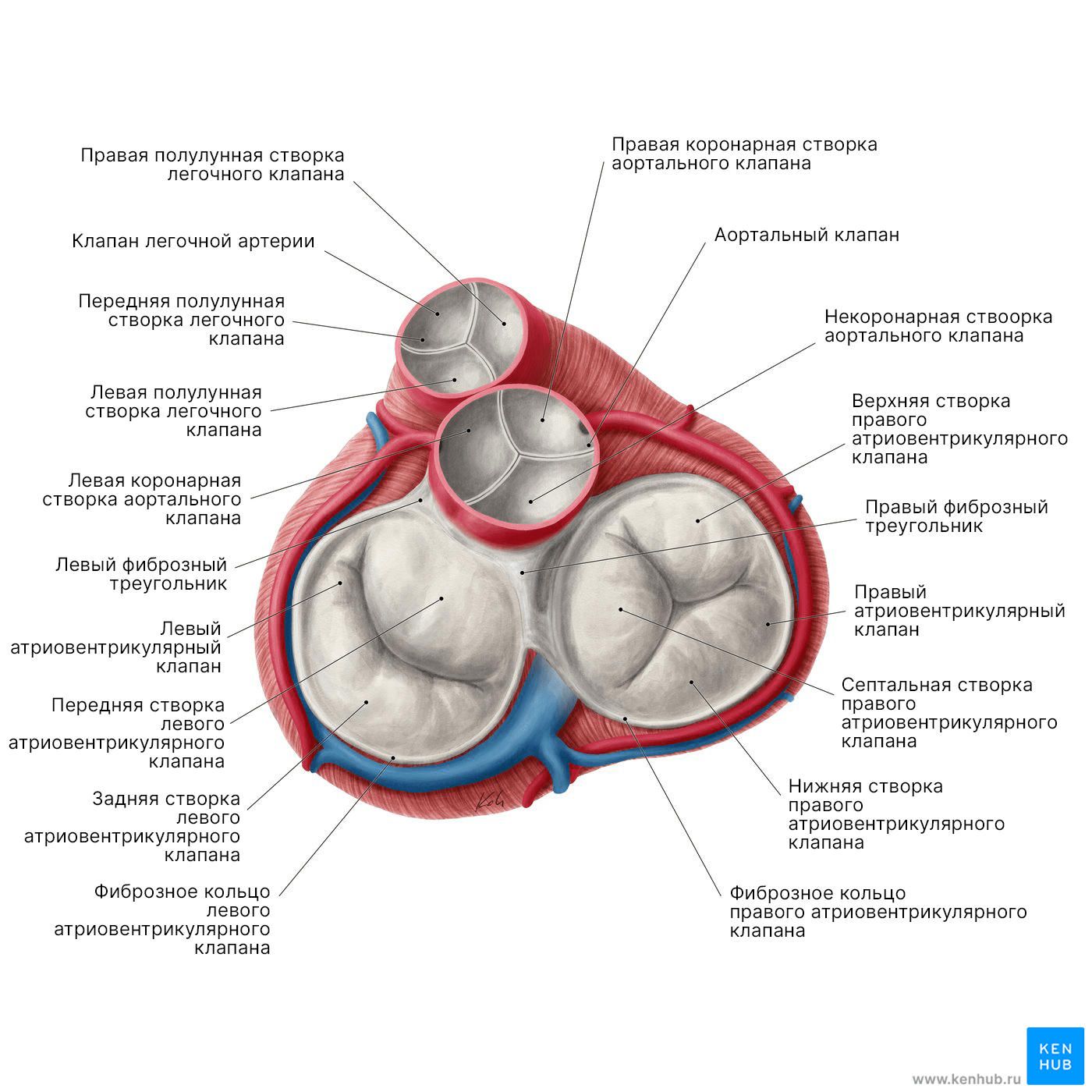 Сердечные клапаны
