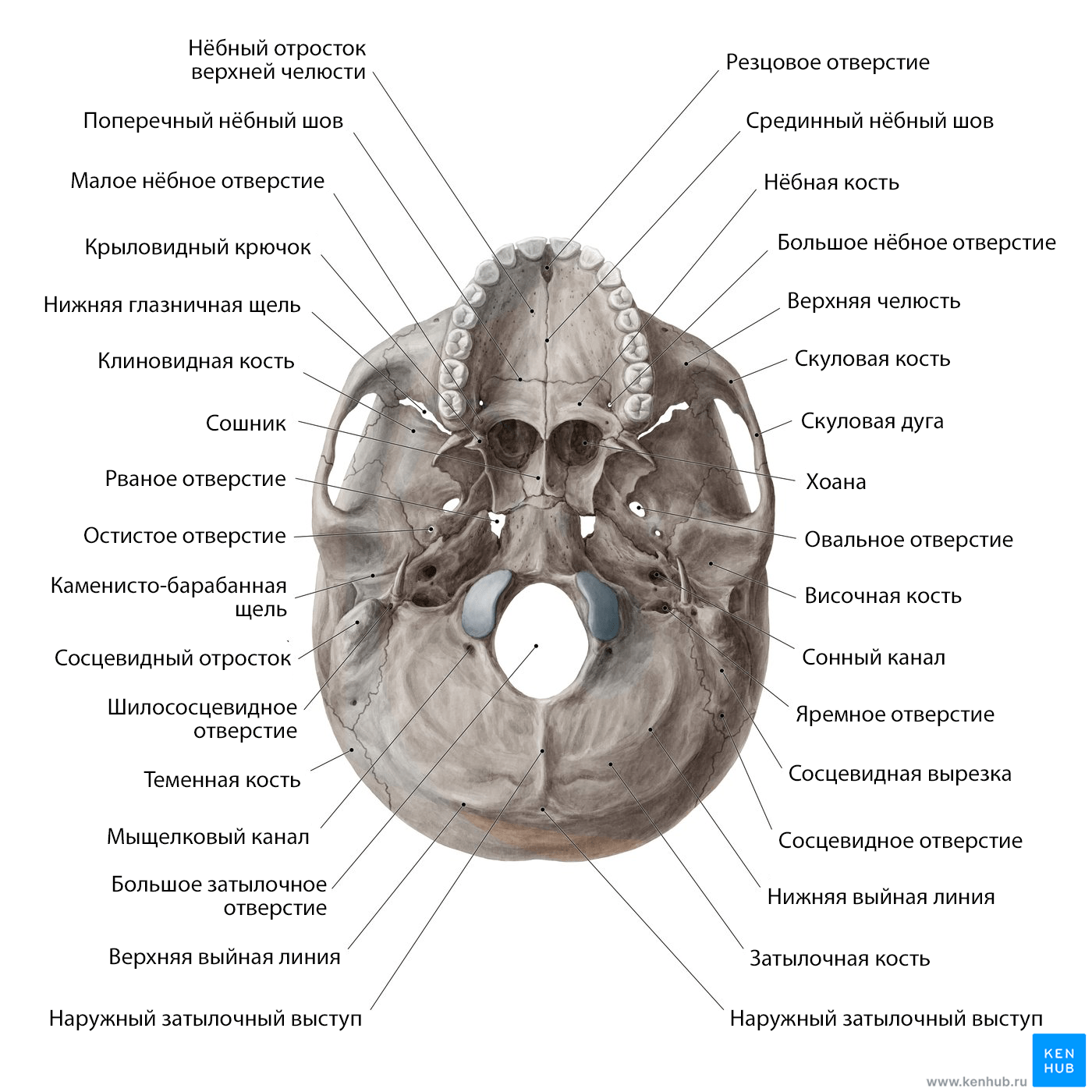 Основание черепа (вид снизу)