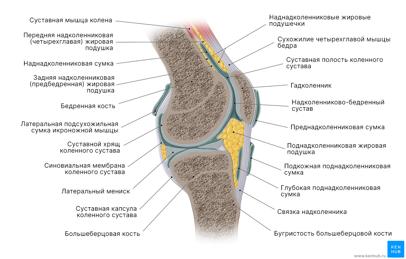 Анатомия коленного сустава