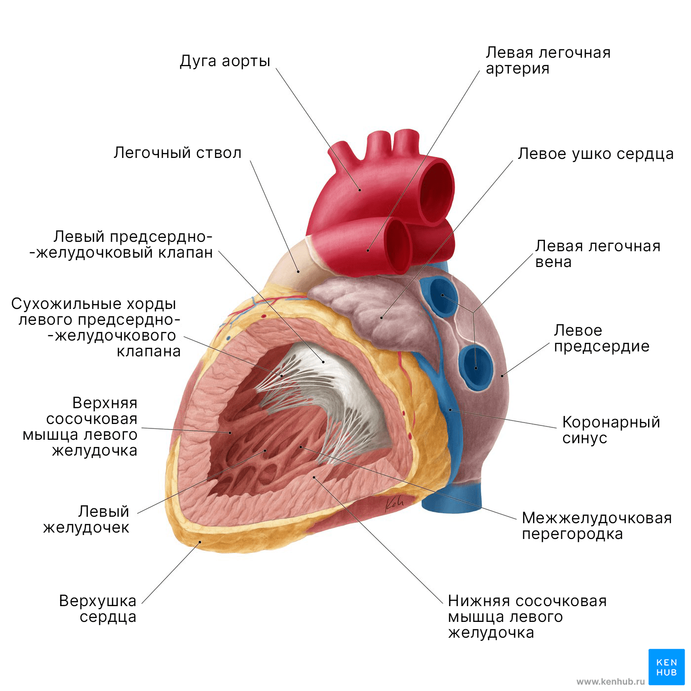 Левое предсердие и желудочек сердца