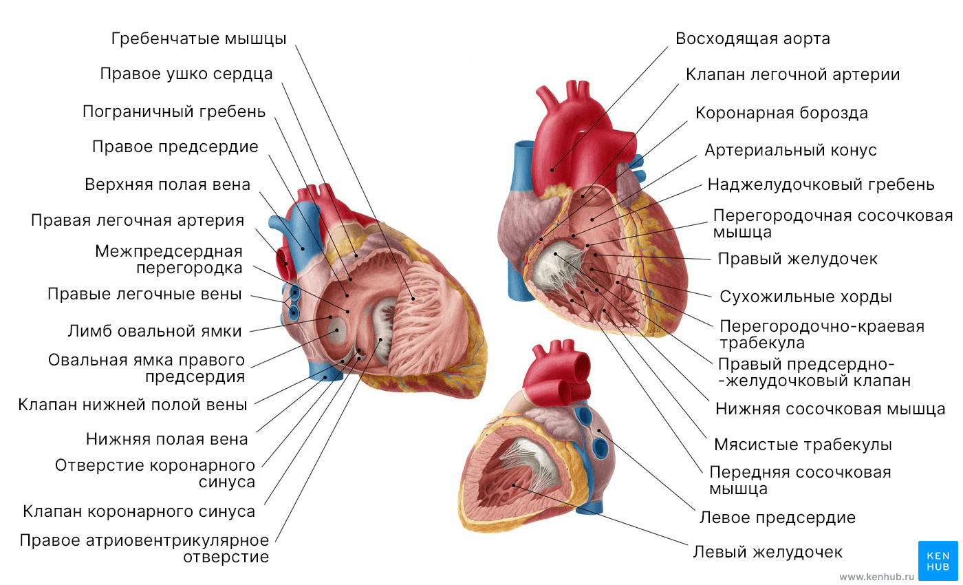 Правое предсердие и желудочек сердца