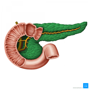 Поджелудочная железа
