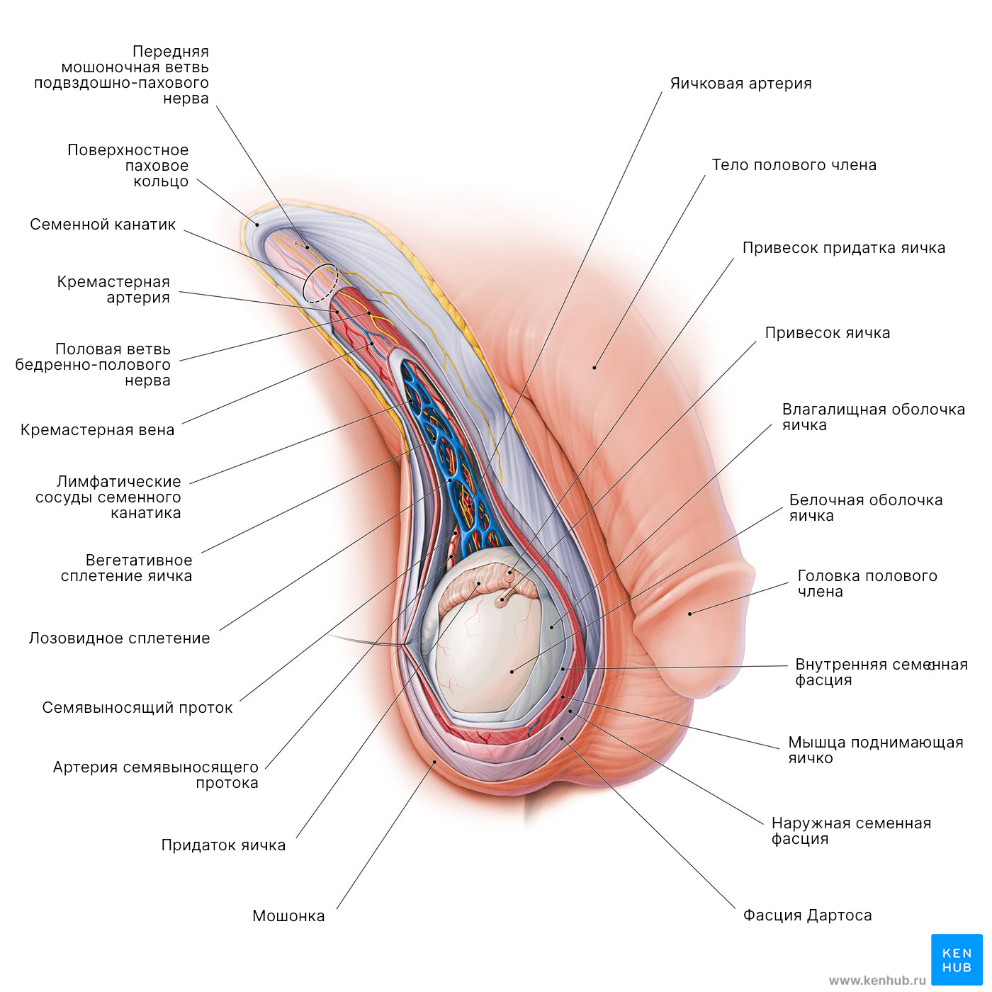 Анатомия мошонки и семенного канатика: Диаграмма