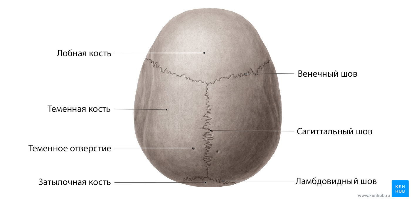 Череп (вид сверху)