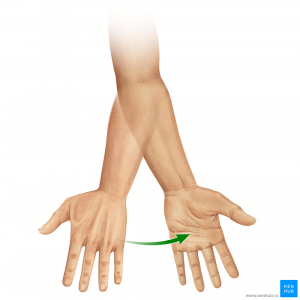 Супинация предплечья