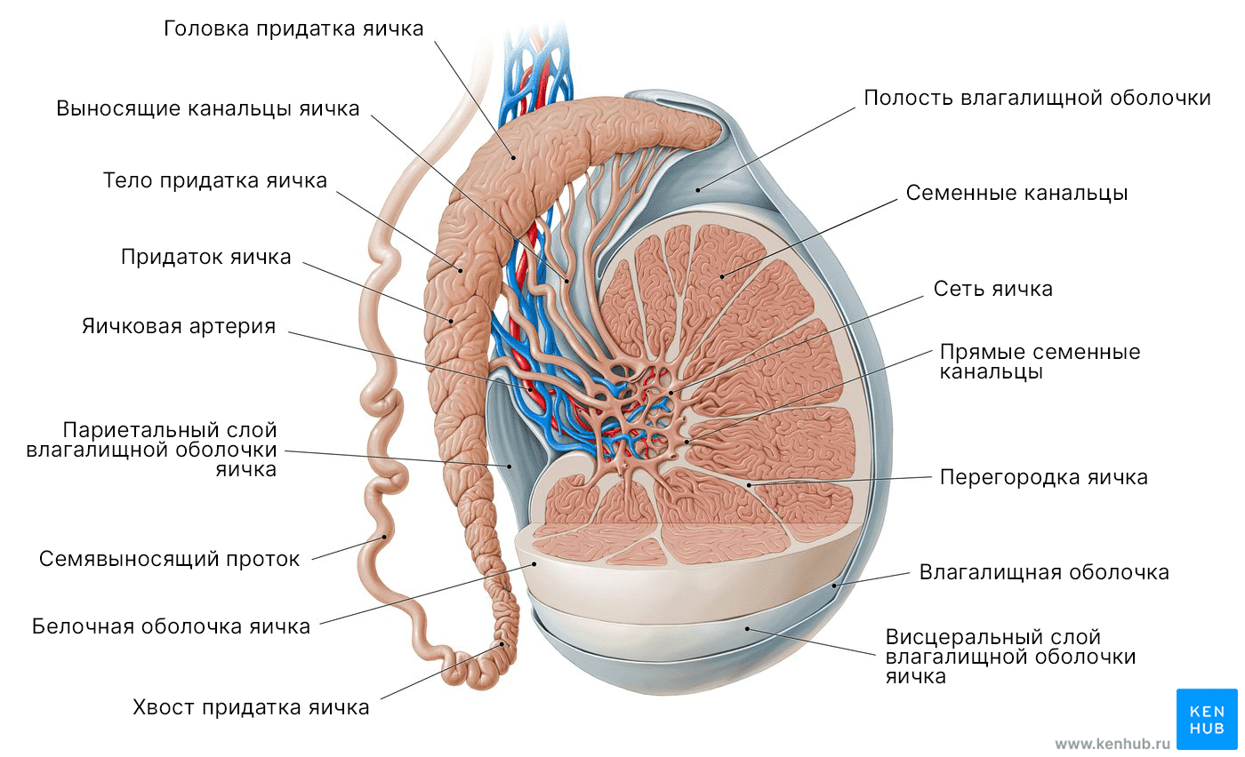 Схема яичек с соседними структурами
